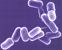 Gm Bacteria