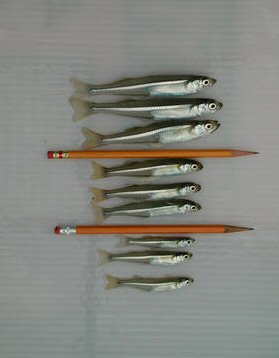 Pic shows the decrease in body size in Atlantic silverside, all the same age, having been reared for five generations in laboratory experiments. The fish shown here are from the fifth generation. The small fish  are from populations from which large individuals were harvested over five generations; the fish in the middle are from populations from which fish were harvested at random over five generations; and the large fish  are from populations from which only small fish were harvested over five generations.