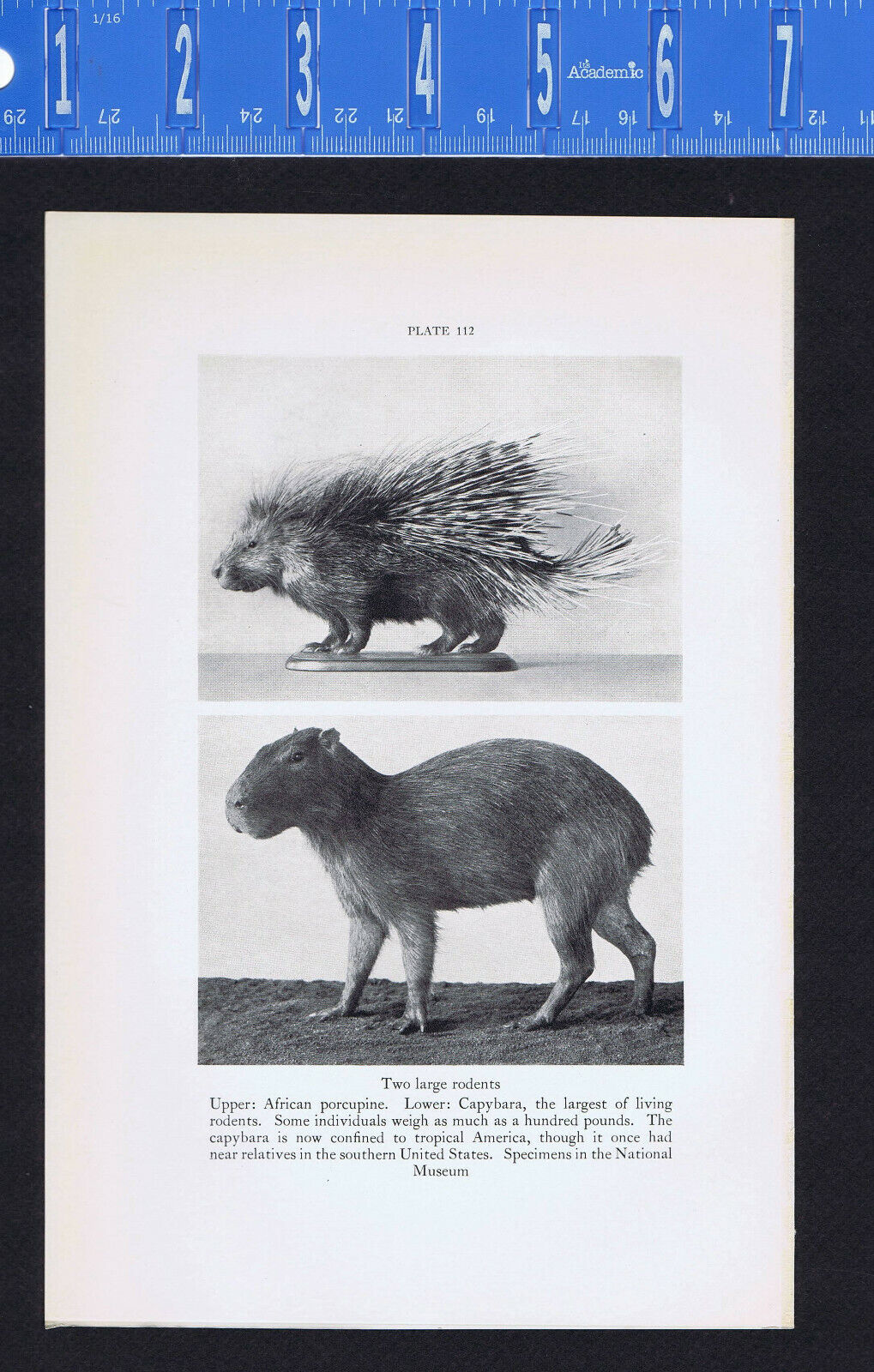 African Porcupine, Capybara & Lemming (Rodents) -1934 Scientific Print