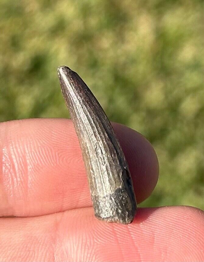 NICE Suchomimus Dinosaur Tooth Fossil from Niger Erlhaz Formation Spinosaurid
