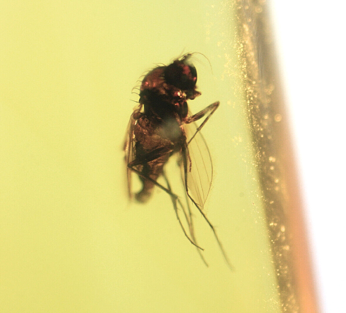 Prehistoric Insect Trapped in Amber Millions of Years Old