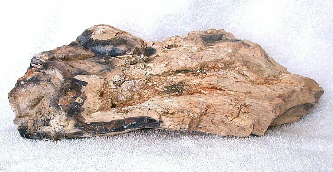8 Lb.1.26 Ounce AAA Goose Creek Nevada Petrified Fossil Wood Limb Specimen 8941