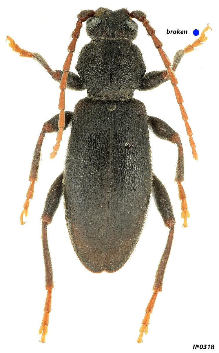 Coleoptera Cerambycidae Drymochares starcki Russia NW Caucasus 15mm