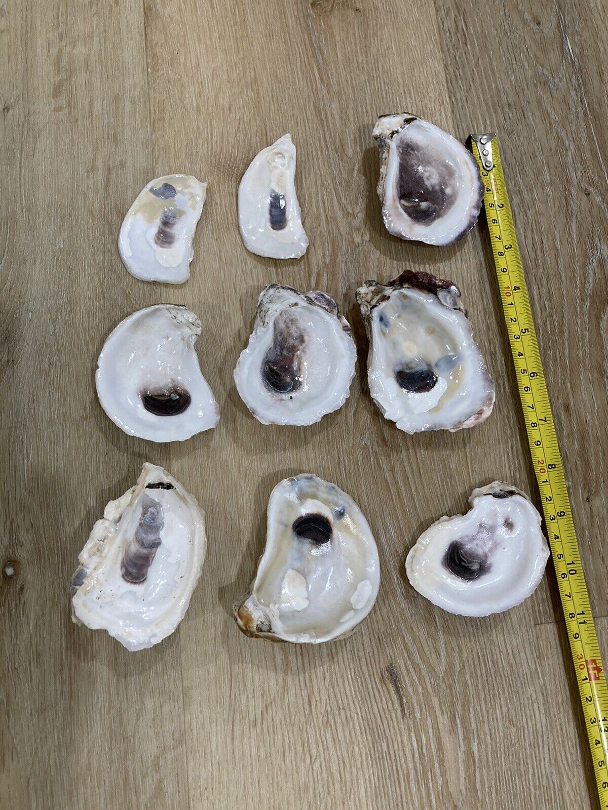Oyster Shells Bleached & Cleaned 9