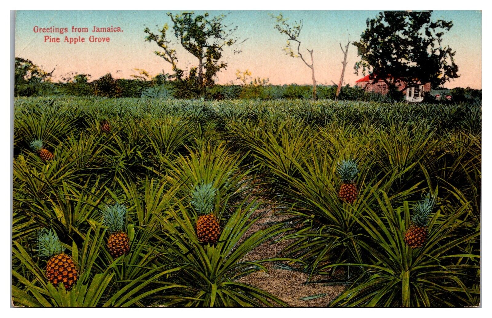 Vintage Greetings From Jamaica, Pine Apple Grove Postcard