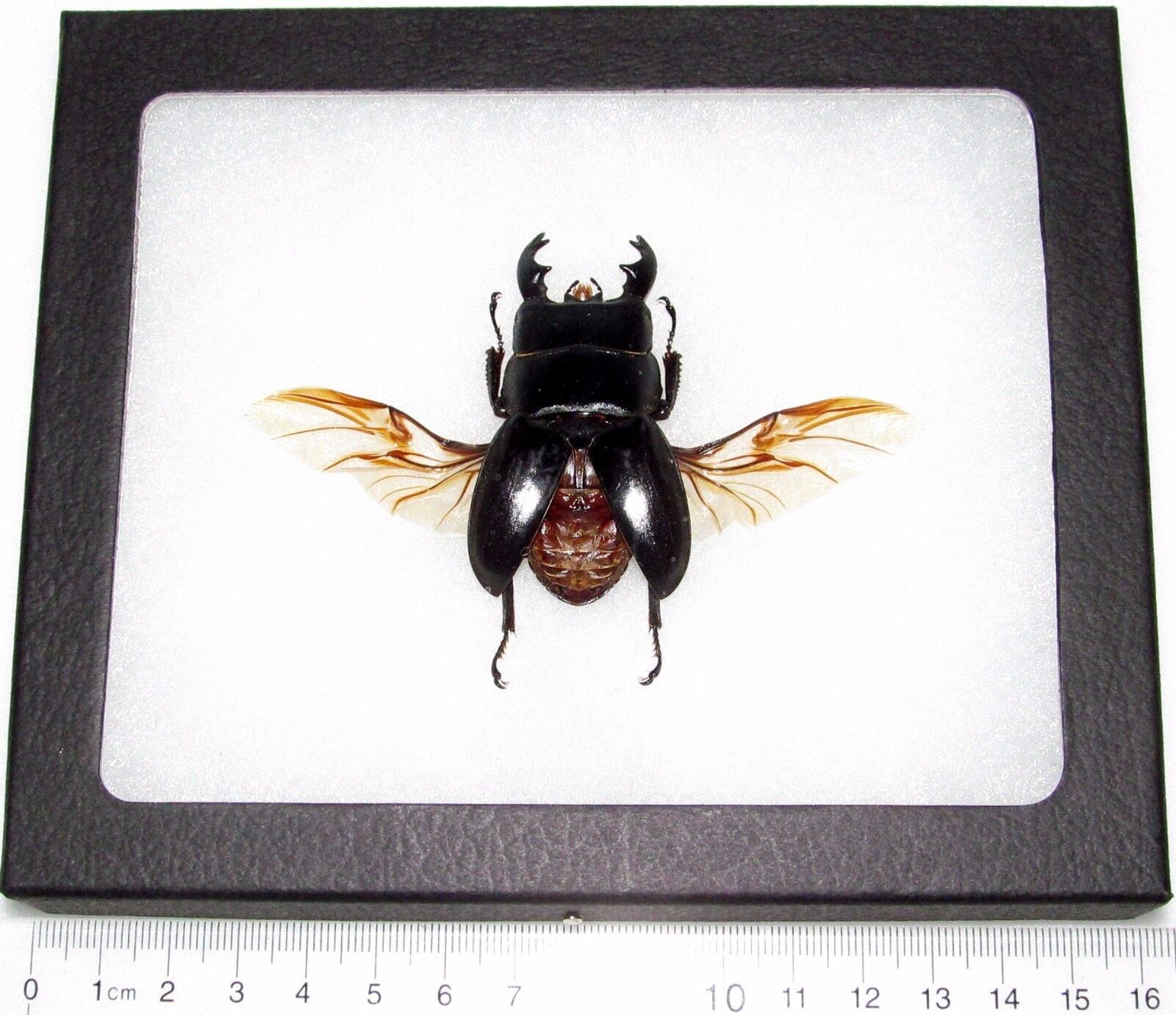 Dorcus wings spread REAL FRAMED BLACK STAG BEETLE MOUNTED