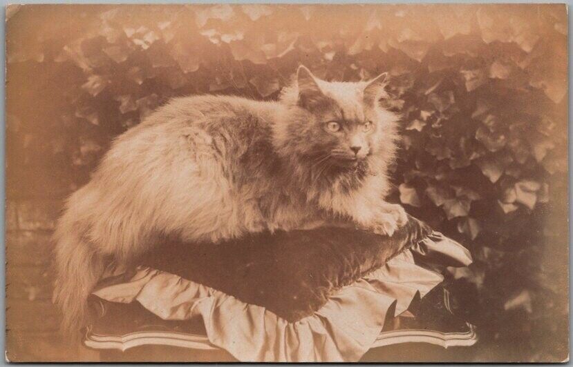Vintage 1910s RPPC Real Photo Postcard Furry Cat on Pillow / Unused