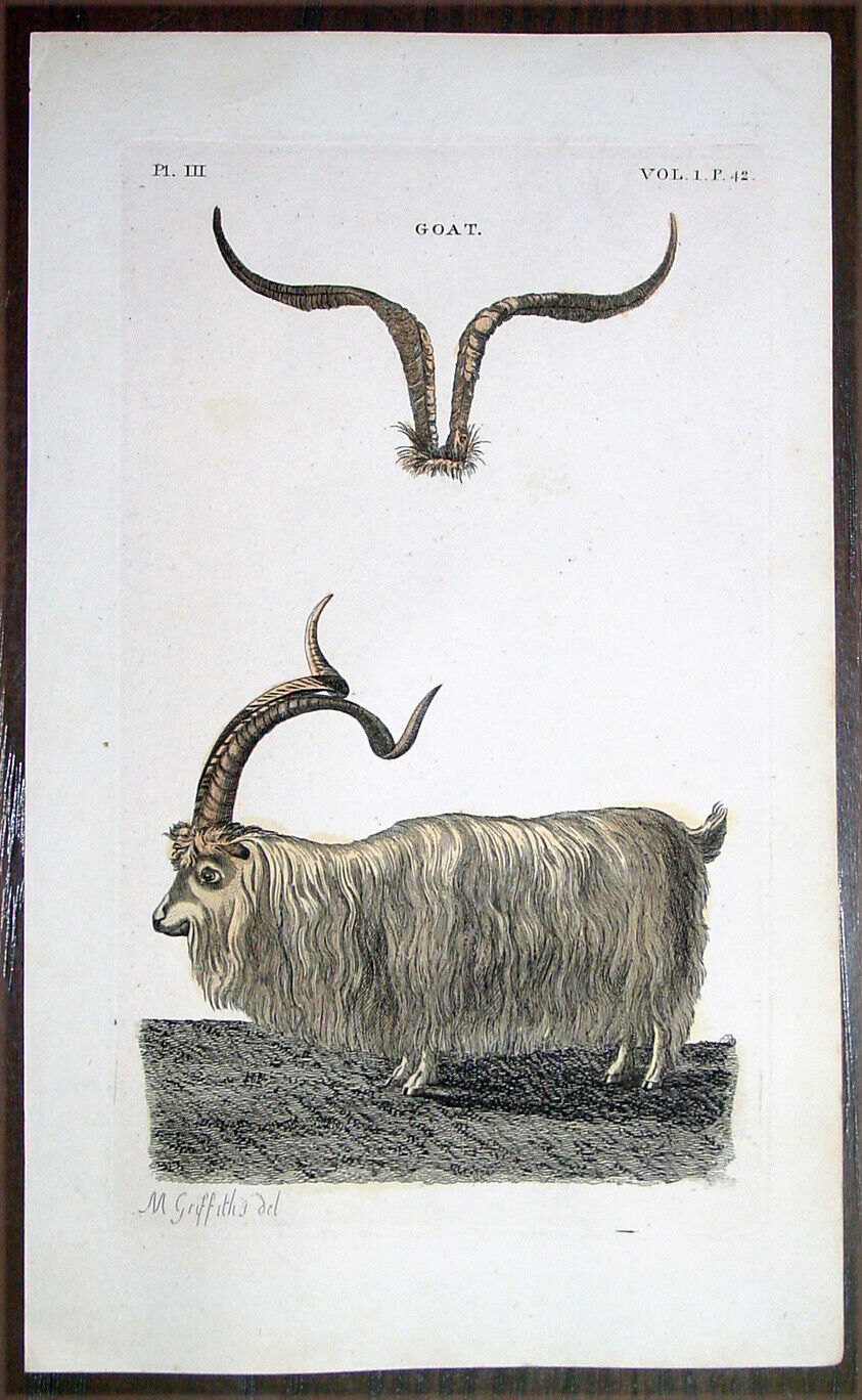 1777 Thomas Pennant  Antique Mammal Print of a Goat
