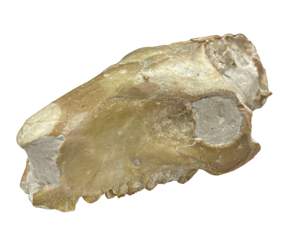 Early Mammal Oreodont Skull