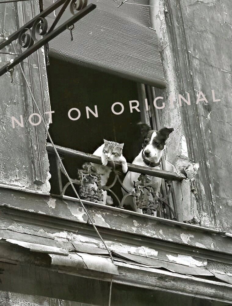 Vintage Old 1920 Photo Reprint of Adorable Cat & Dog Hanging Over a Balcony 🐶🐱