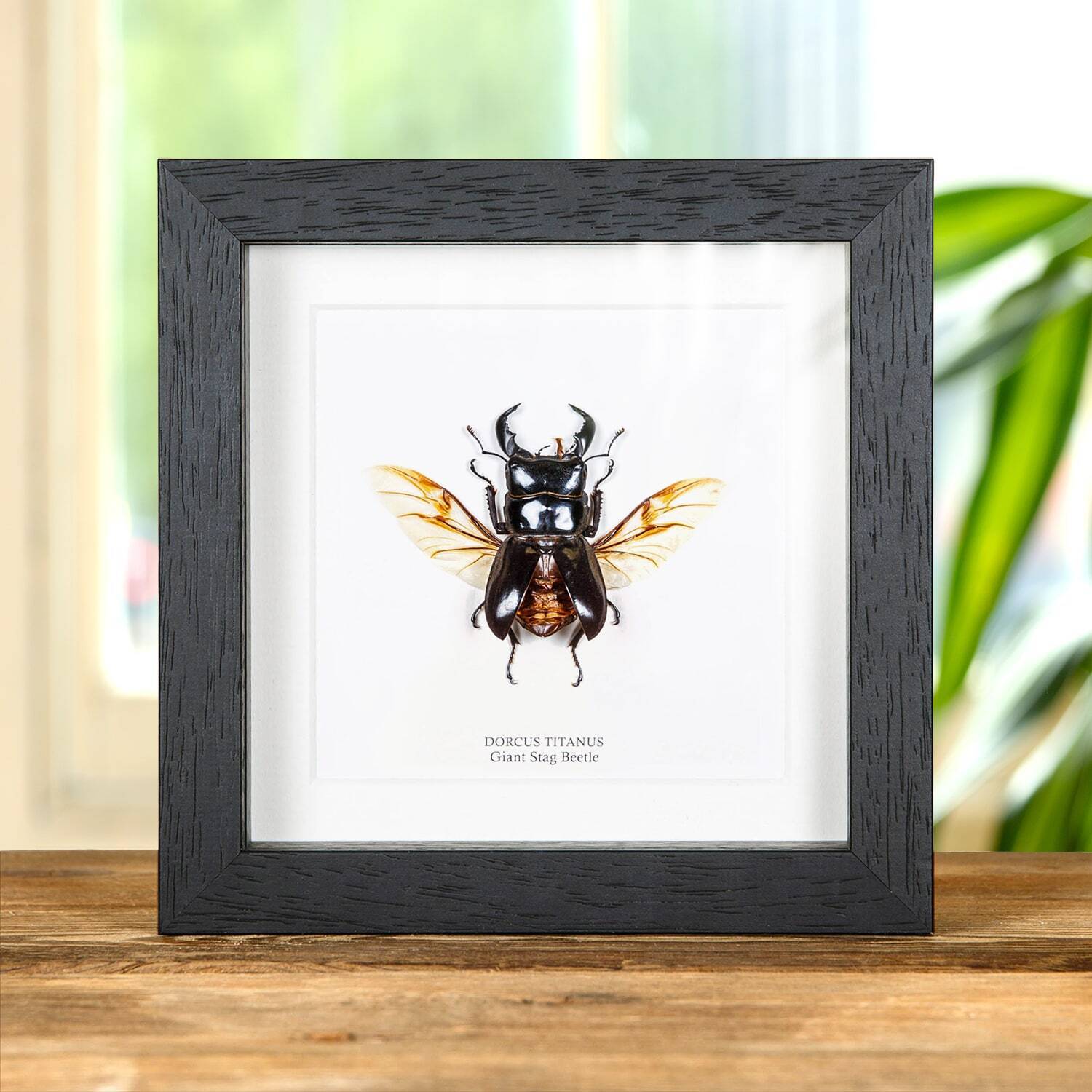 Wing-spread Giant Stag Taxidermy Beetle Frame (Dorcus titanus)