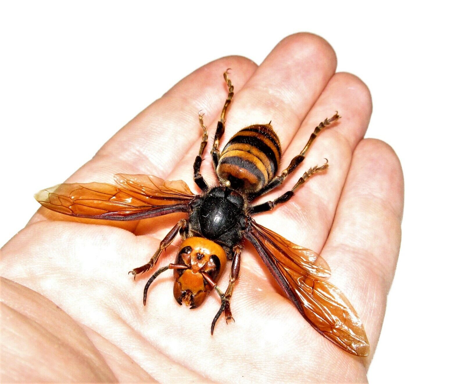 Vespa mandarinia wasp murder hornet QUEEN Japan mounted wings spread pinned