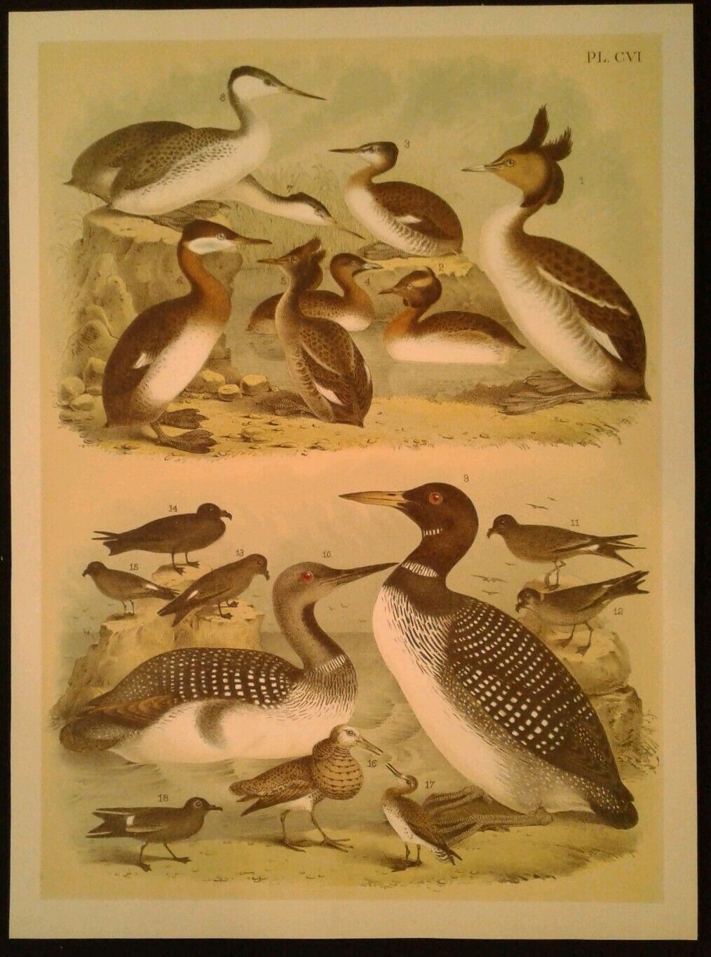 1878 Rare Antique Bird Print - Studer\'s Plate CVI - Various Birds