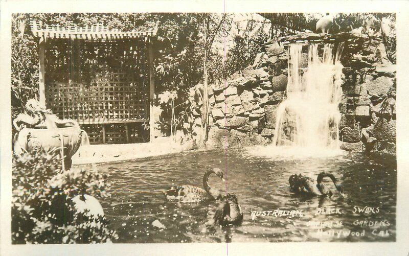 California Hollywood Australian Black Swans 1920s RPPC Photo Postcard 22-5612