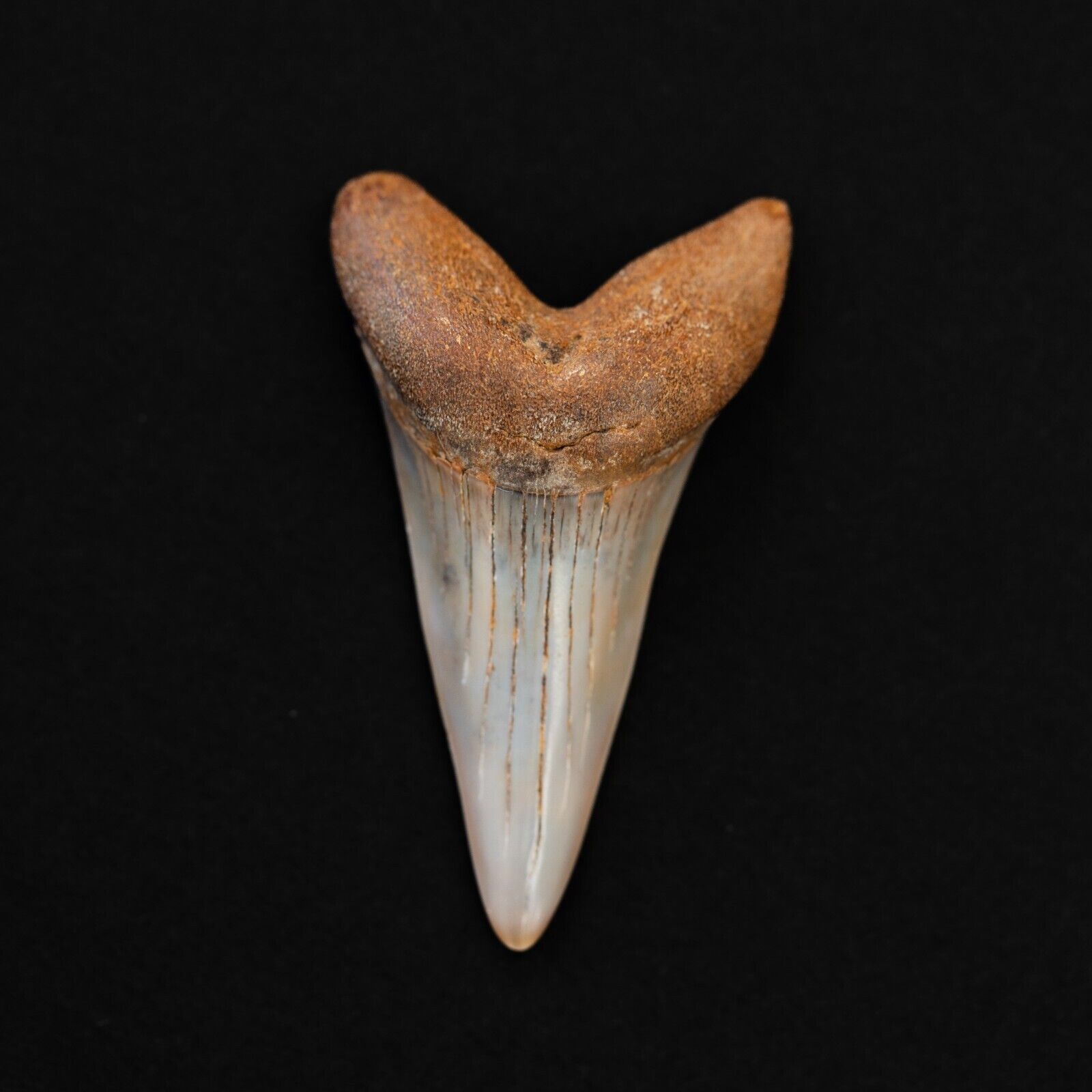 Bakersfield Hastalis Fossil Mako Shark Tooth Hill Great White Ancestor