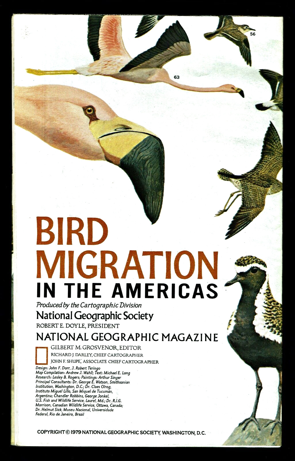 ⫸ 1979-8 August BIRD MIGRATION in the Americas National Geographic Map -  A1