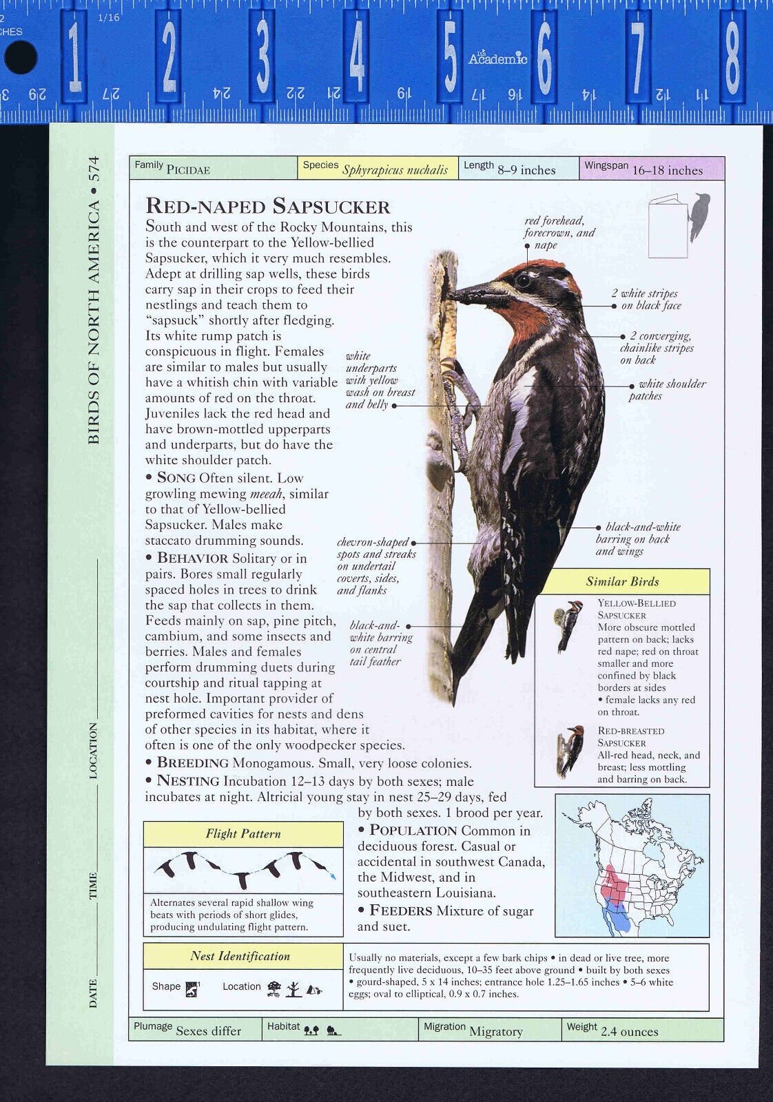Red-Naped & Yellow-Bellied SAPSUCKER -- Scientific Bird Reference Print