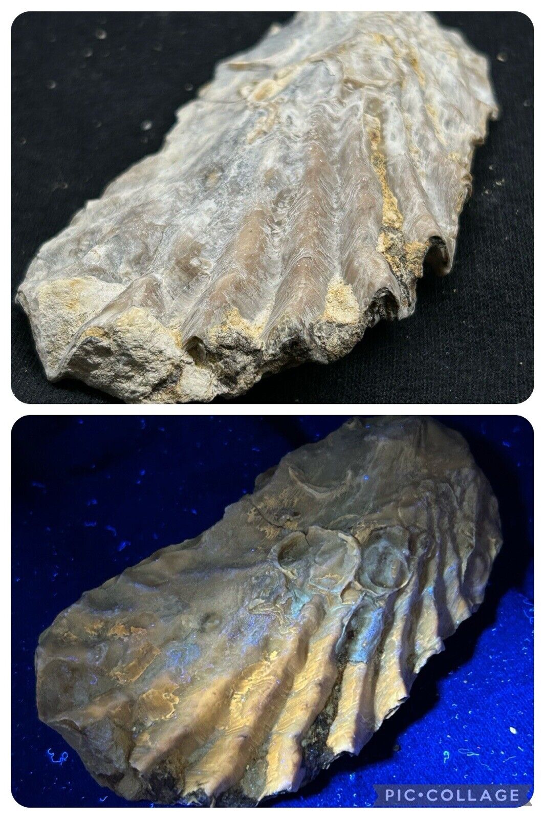 Texas Fossil Bivalve, Lopha Sp. Cretaceous Age Oyster Goodland Formation