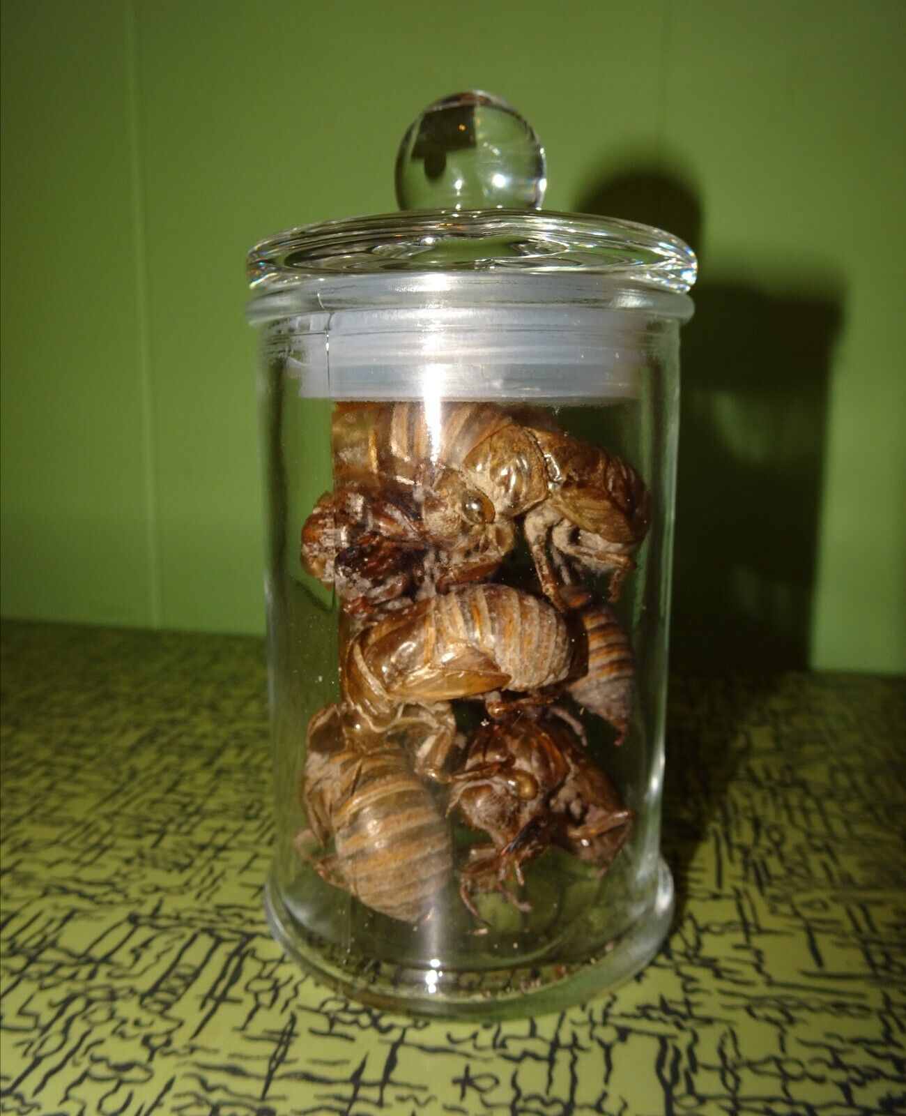 Glass Apothecary Jar of Ten Extra Large Cicada Skins oddity curiosity witchy