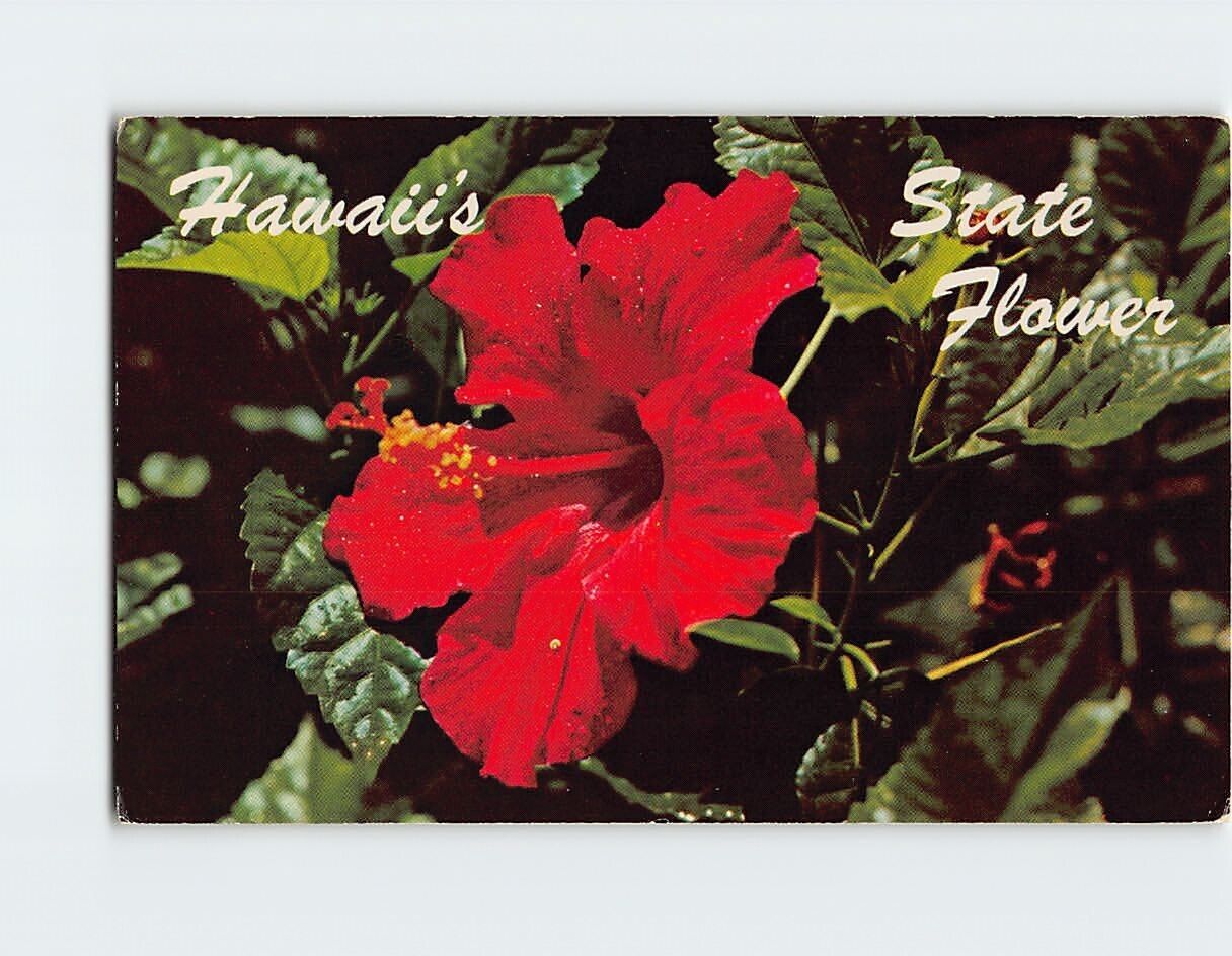 Postcard Red Hibiscus State Flower of Hawaii USA