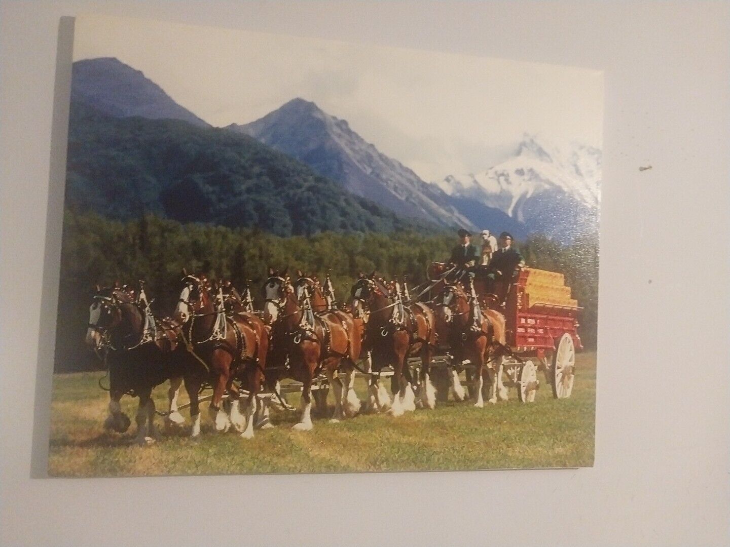 Budweiser Clydesdales Very Rare Print On Canvas Beautiful Color Large