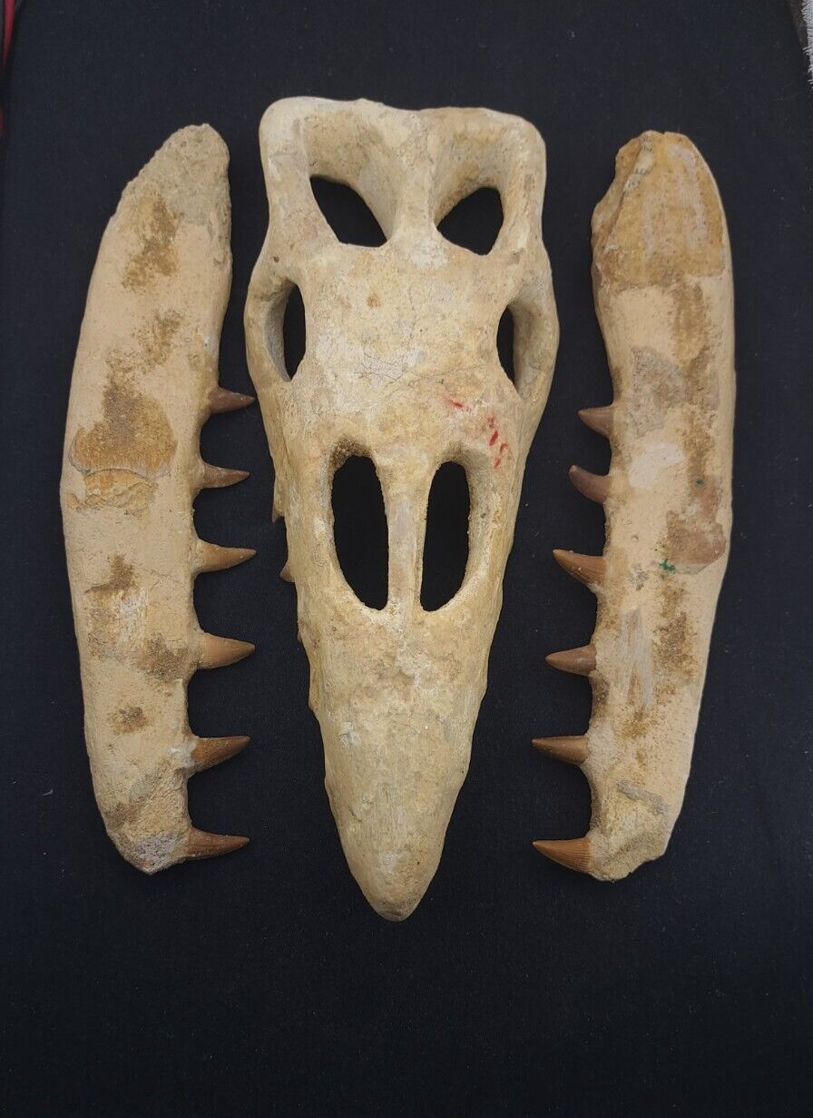 Rare Reptile: Baby Mosasaur Skull Restored Mosasaurus Fossil Cretaceous Dinosaur
