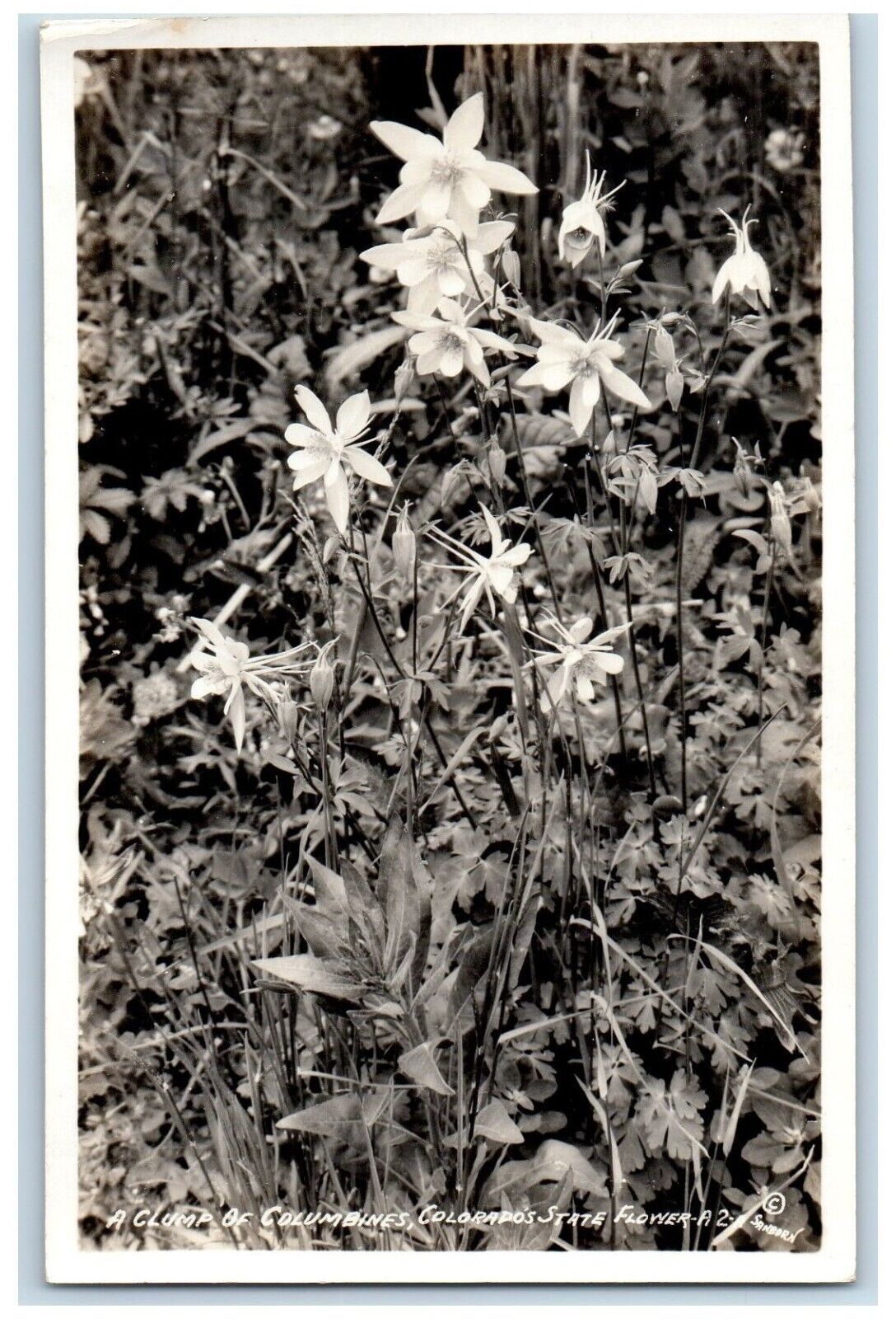 c1940's Clump Of Columbines Colorado's State Flower RPPC Photo Postcard