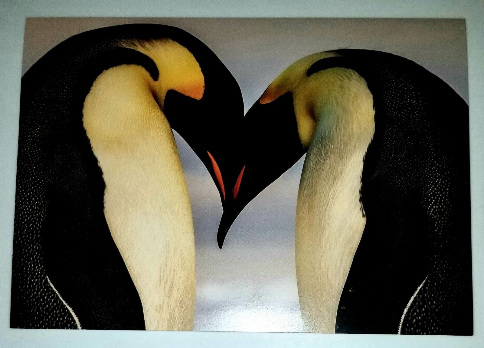 Emperor Penguins Loving Note Card.5 x 7 In. Colorful Nature. W/ Penguin Env. 