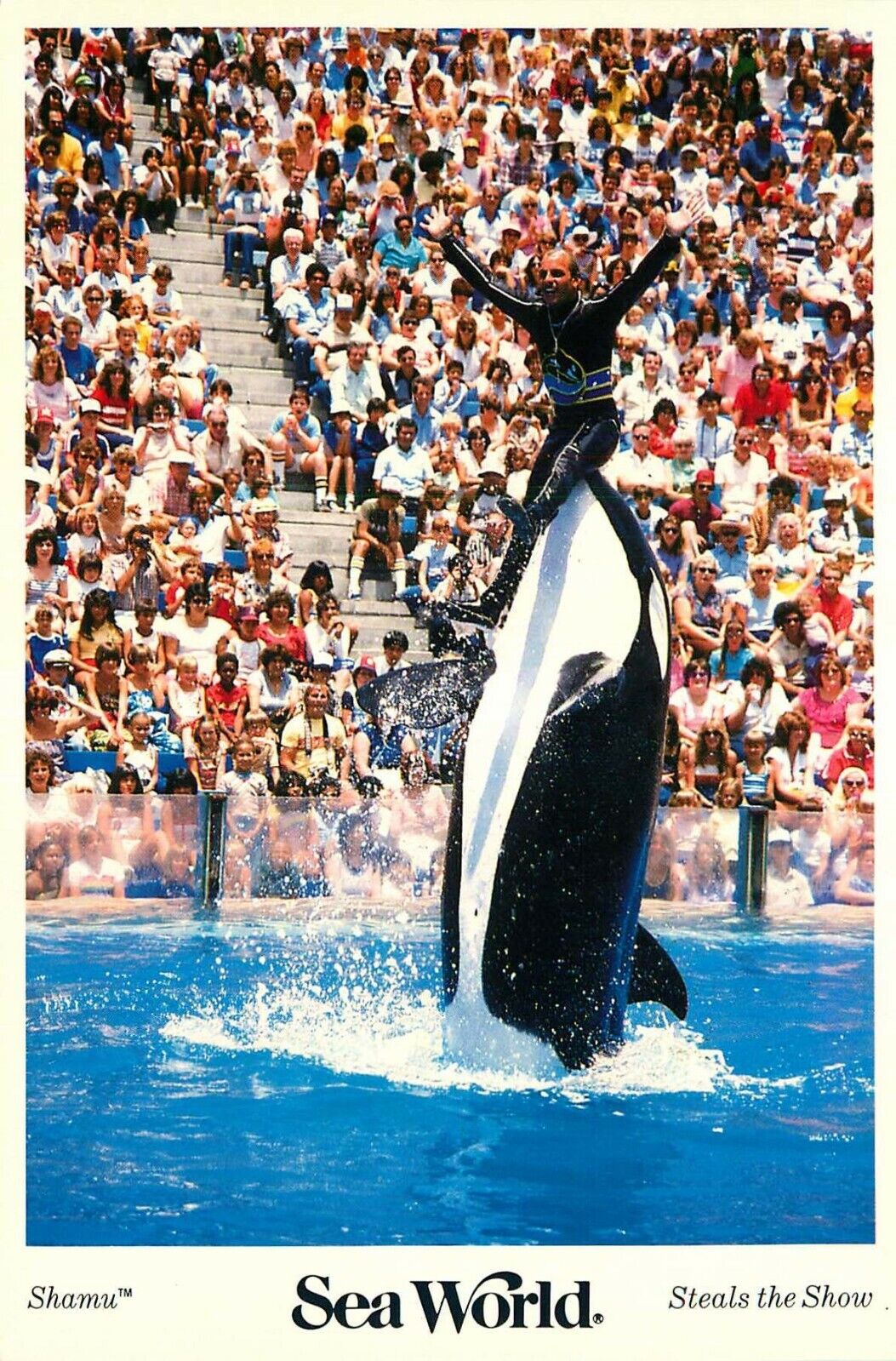 Postcard Orca Shamu Steals the Show, Sea World, San Diego, California