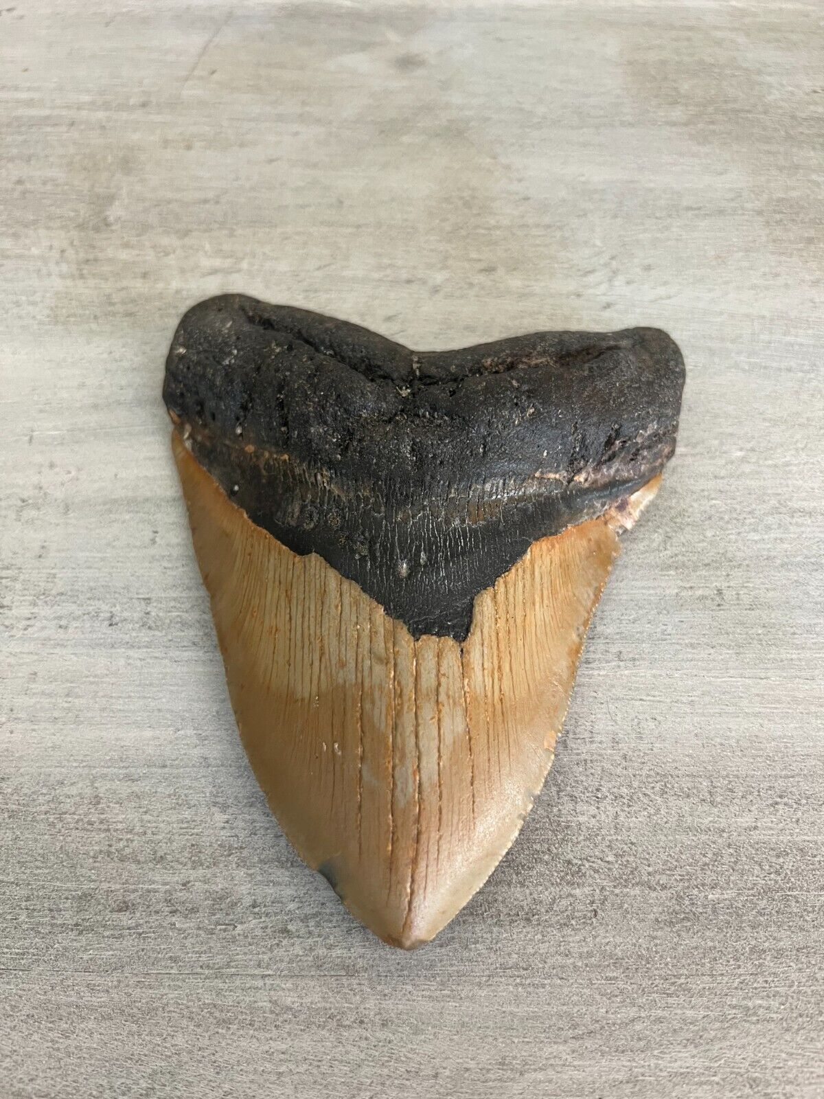Megalodon Shark Tooth 5.31\