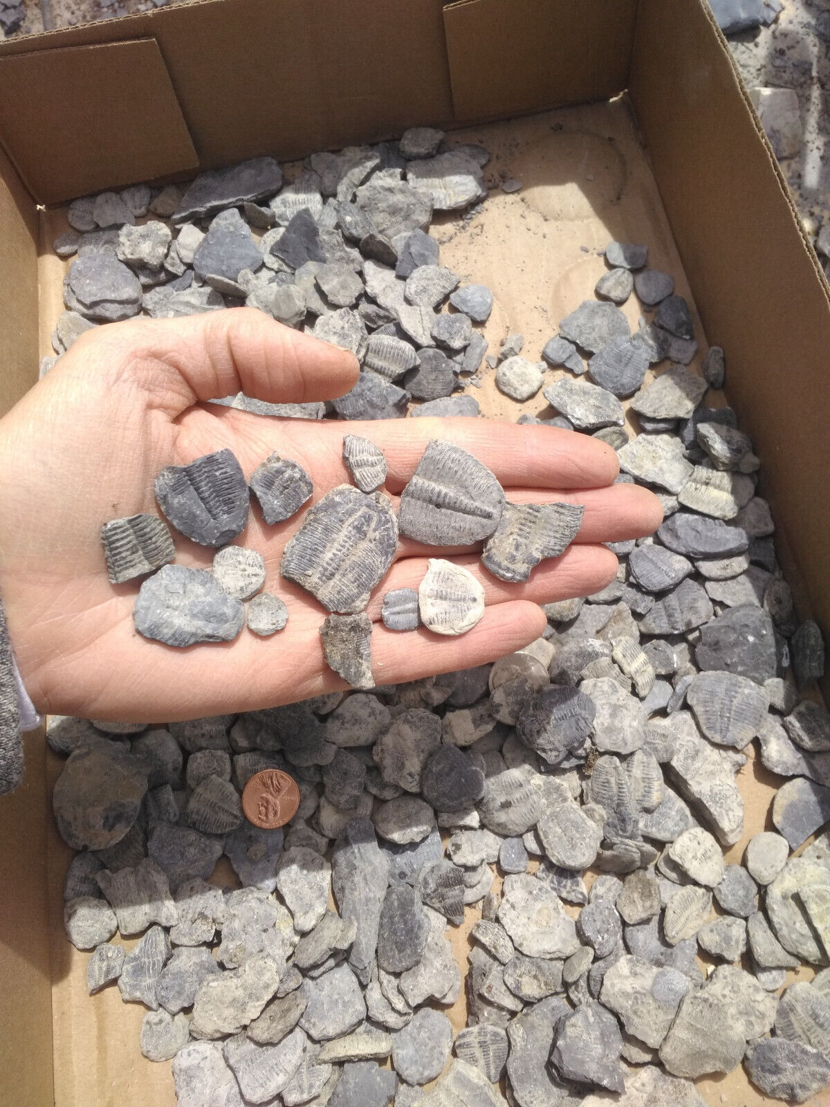 500 Utah Fossil Trilobite Partial pieces, Elrathia Kingii, 530 mil yr old