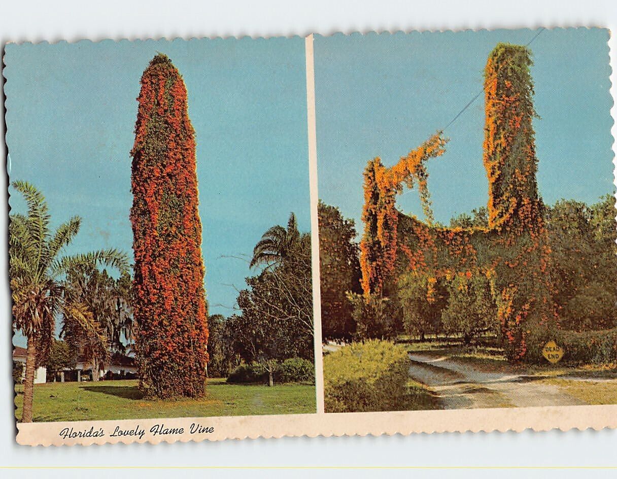 Postcard Floridas Lovely Flame Vine Florida USA