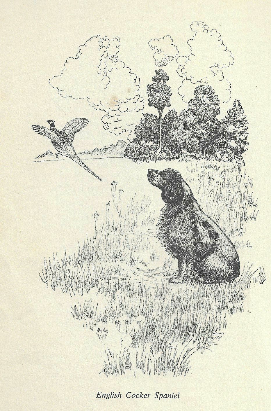 English Cocker Spaniel - CUSTOM MATTED - 1964 F.W. Davis - Vintage Dog Print