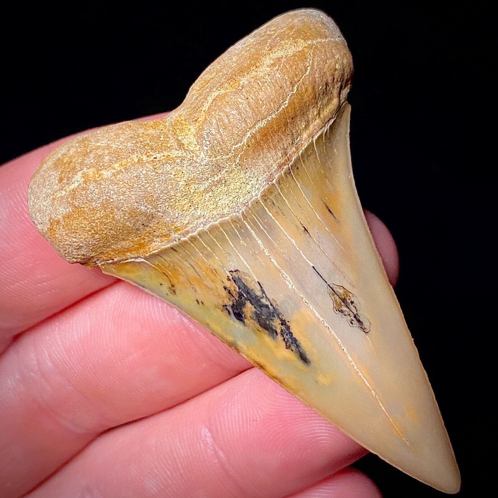 Hastalis White Shark Tooth Not Mako Teeth Megalodon Era Bakersfield Real Fossils