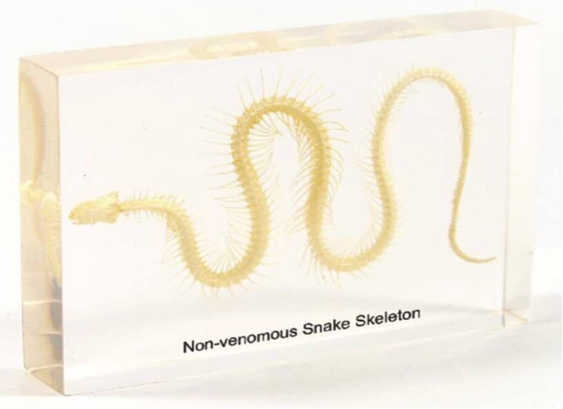 Snake Skeleton Specimen Resin Paperweight Bone Taxidermy for Science Education