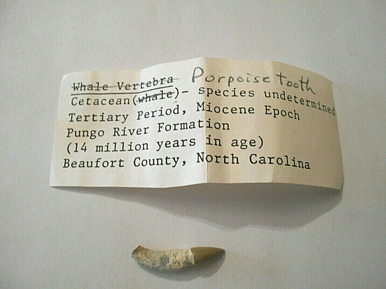 Porpoise Tooth - Cetacean - Beaufort County, North Carolina