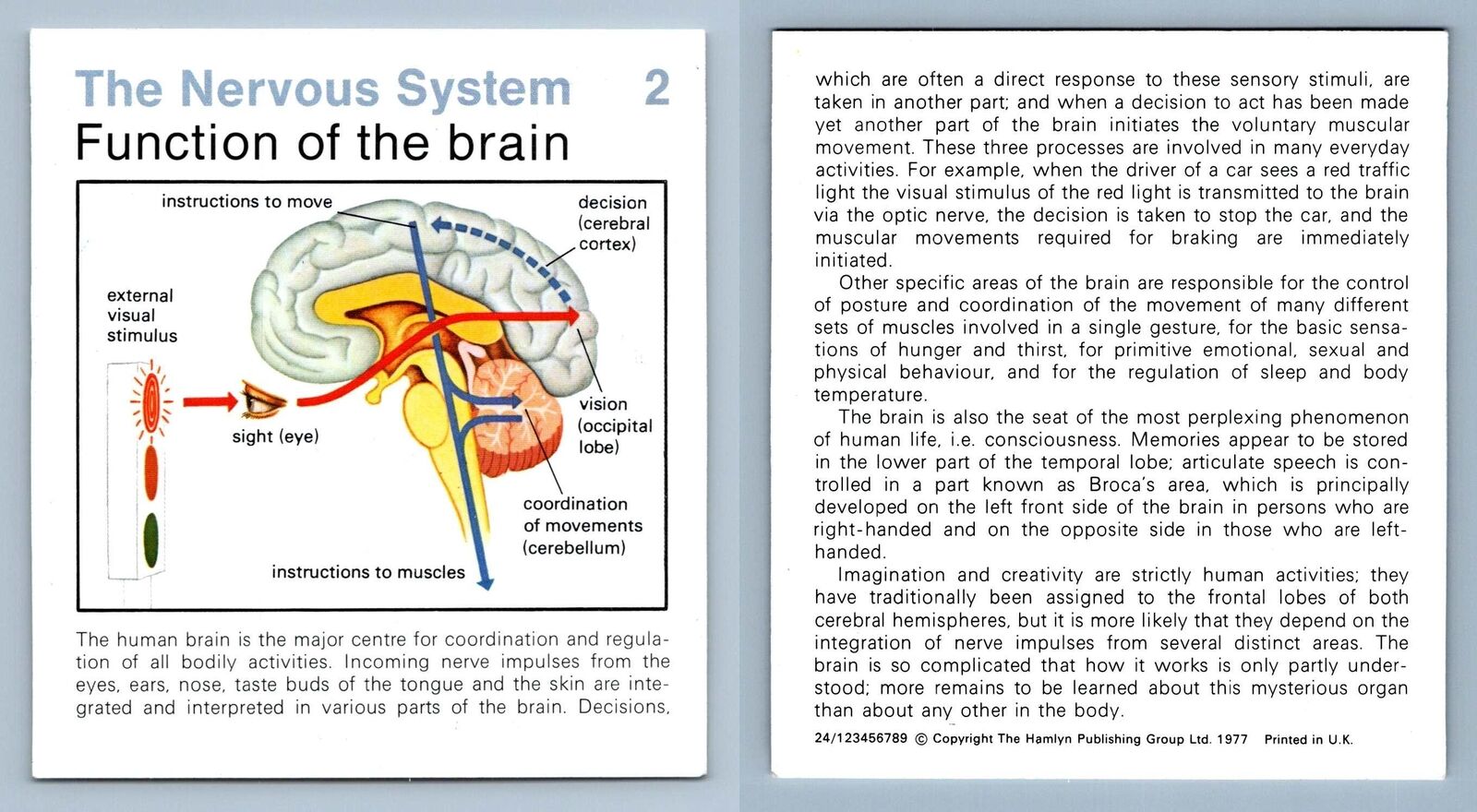 Function Of Brain #2 Nervous System Home Medical Guide 1975-8 Hamlyn Card
