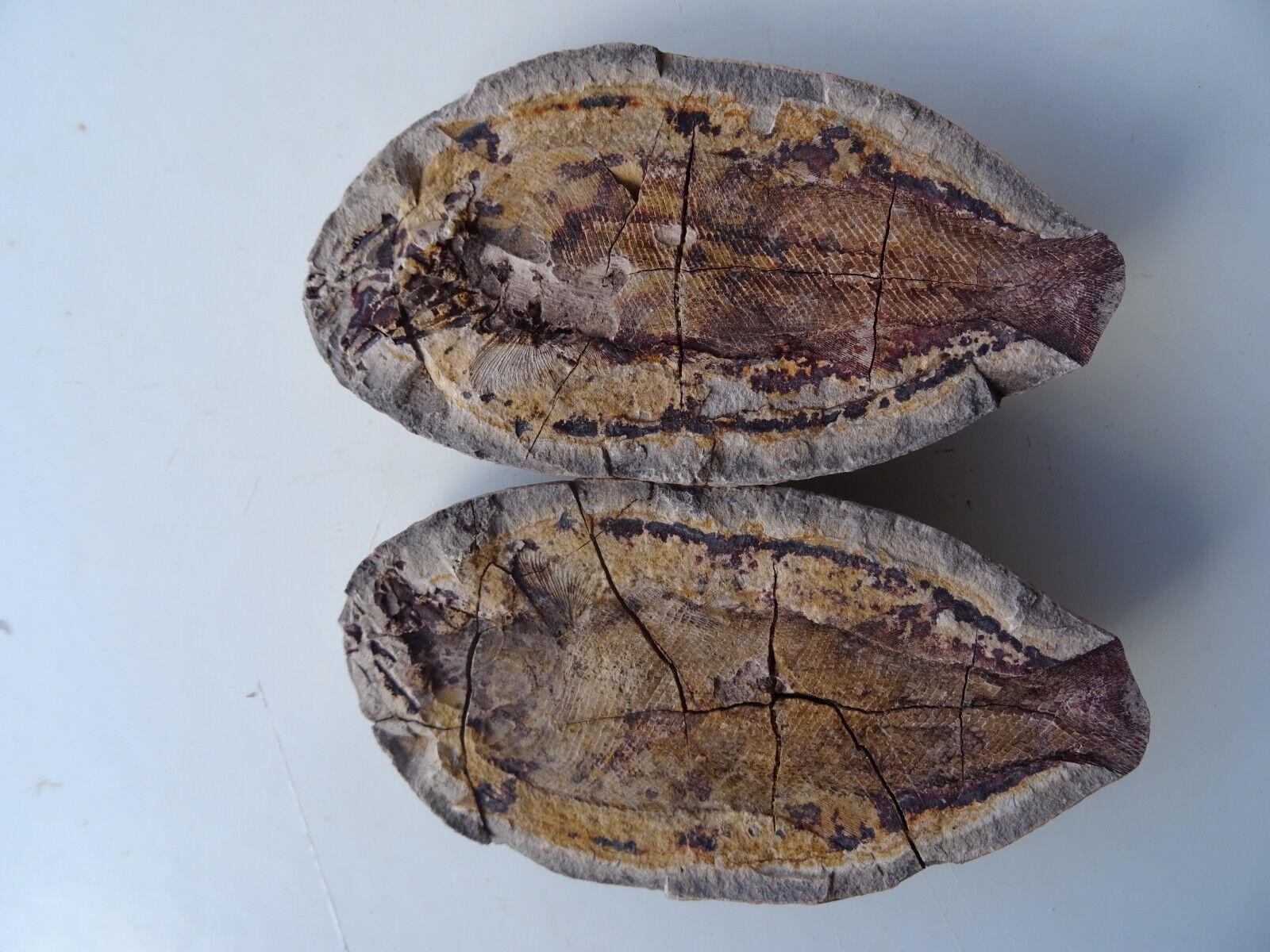 Pteronisculus, fish fossile, 3-dimens. fossilization, 250 mio Madagascar (PT-136