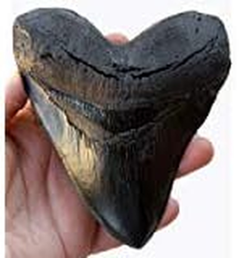 5.5 Inch Megalodon (Carcharodon Megalodon) Tooth, Black with Serrations ( ) #126