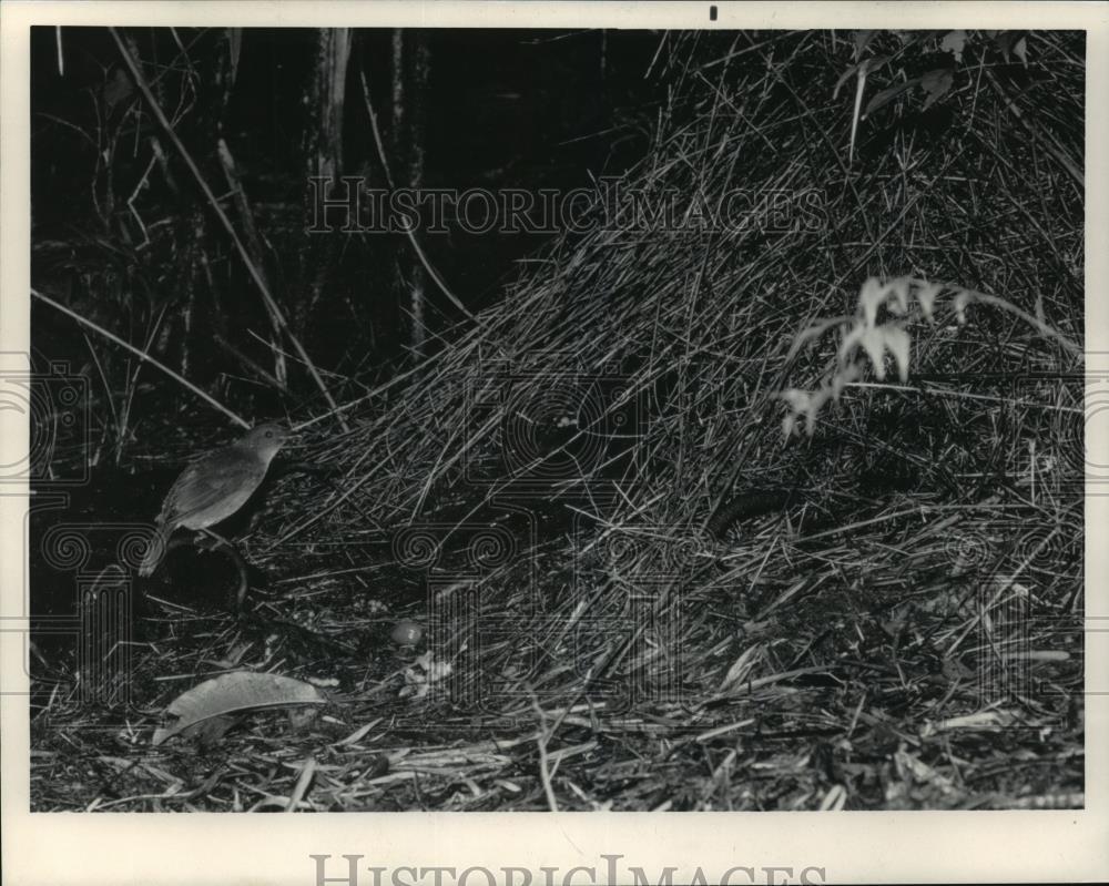 1984 Press Photo A Vogelkop Bowerbird near its nest in New Guinea - mja50839