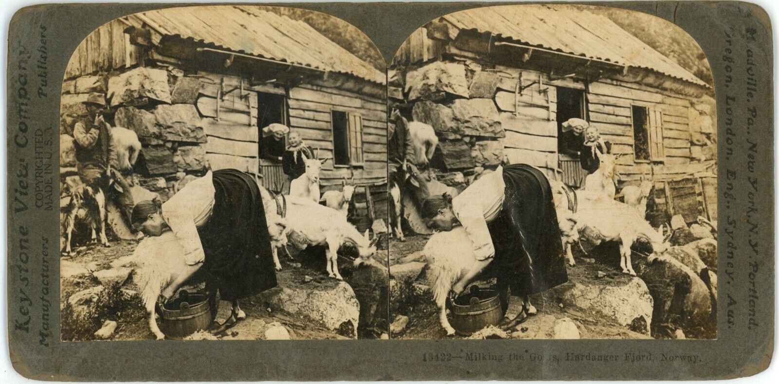 c1900\'s Keystone View Co. Stereoview Card 13422 Milking the Goats Hardanger