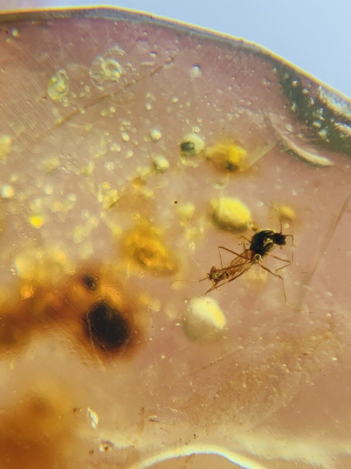 Diptera Mosquito Fly Burmite Myanmar Burmese Amber insect fossil dinosaur age