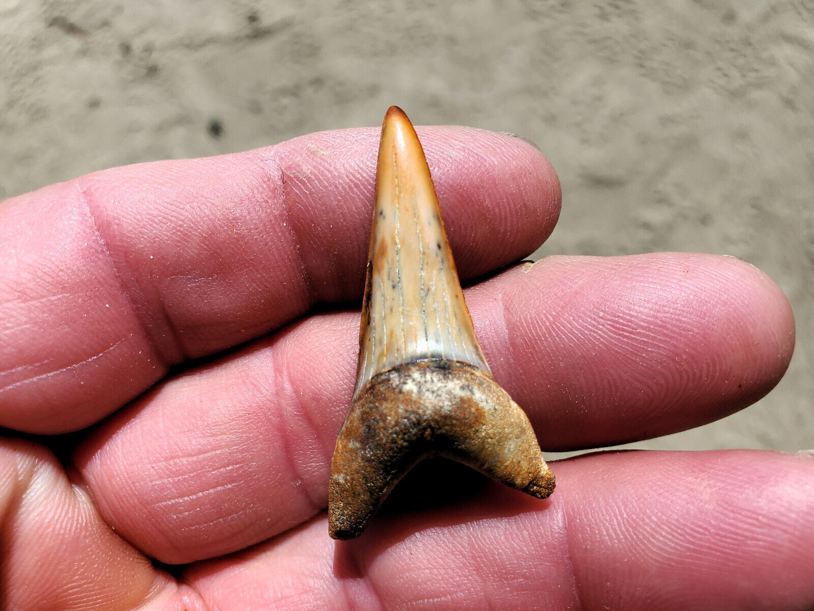 Bakersfield fossil shark tooth sharktooth hill teeth