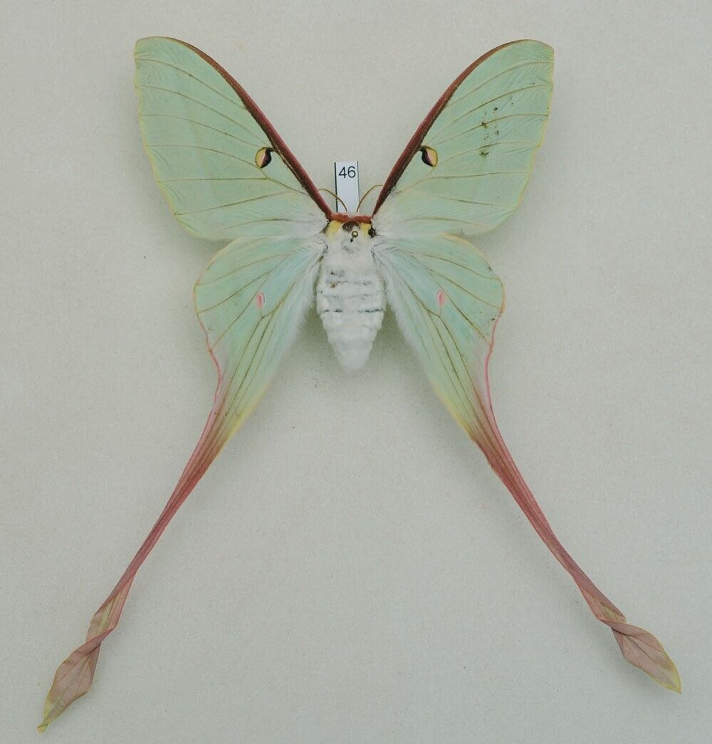 Saturniidae - Actias dubernardi - Chinese Luna Moth - #46- female