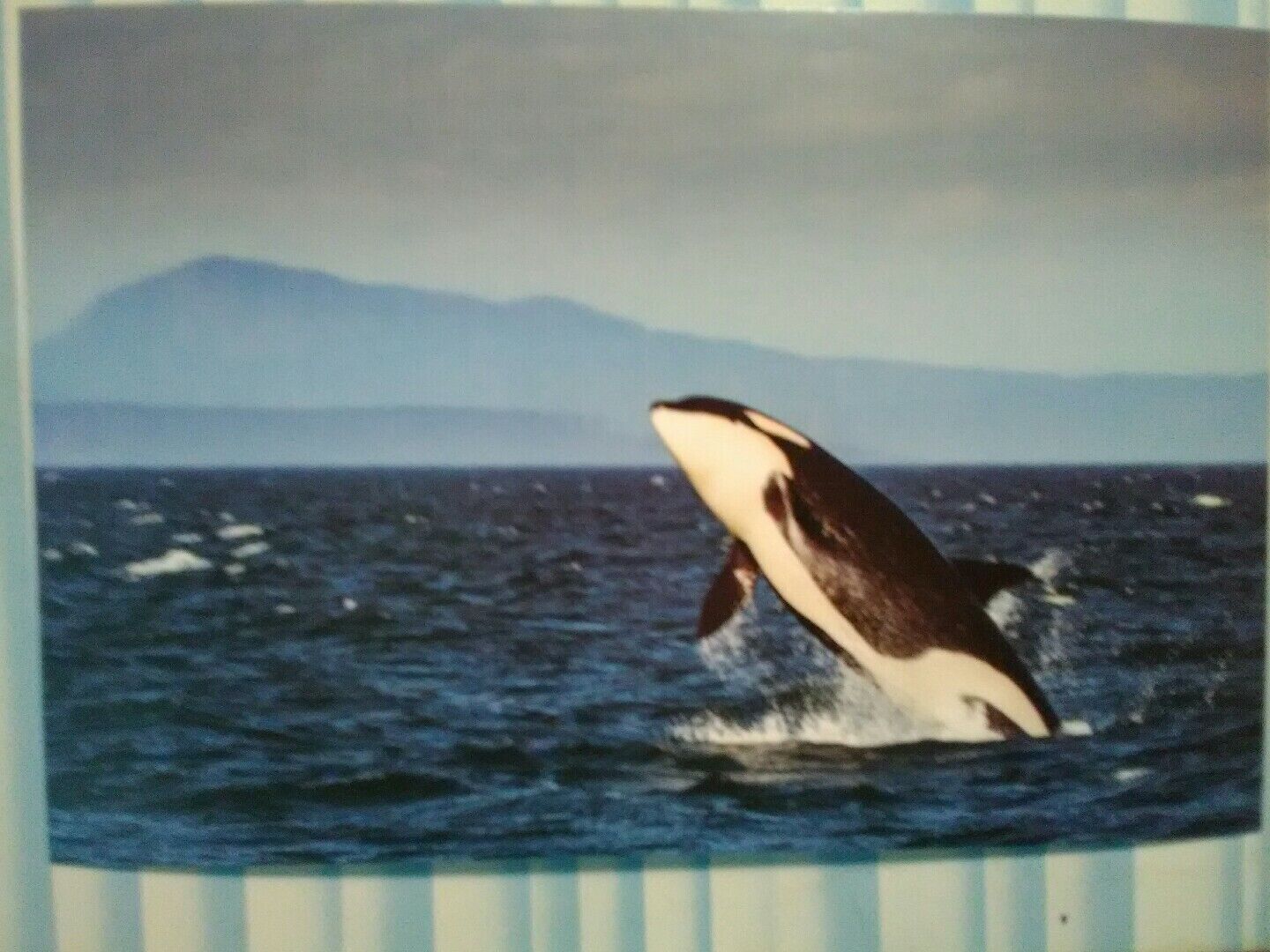 NEW POST CARD STRAIT OF JUAN DE FUCA SOUTHERN RESIDENT ORCA  SAN JUANS  WA