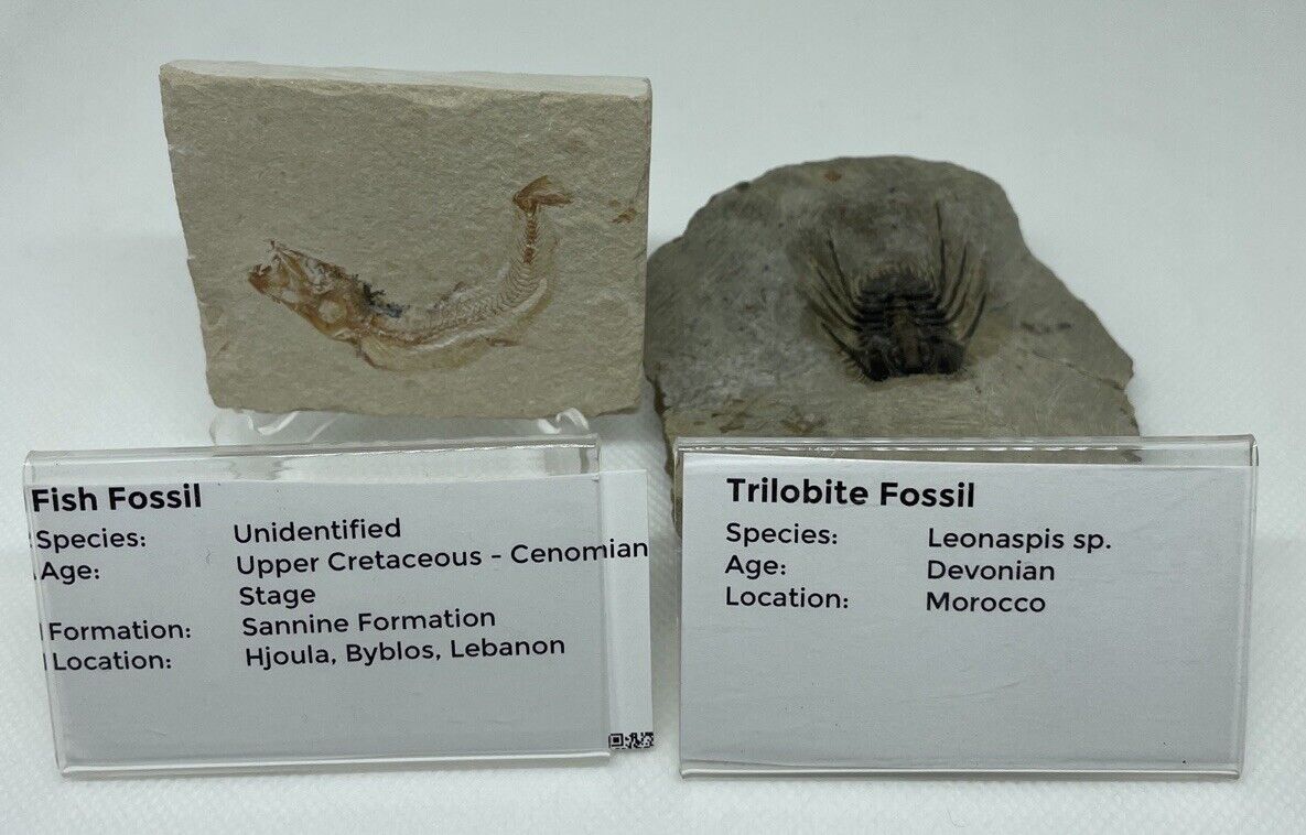 Leonaspis Trilobite + fish Fossil Devonian Morocco