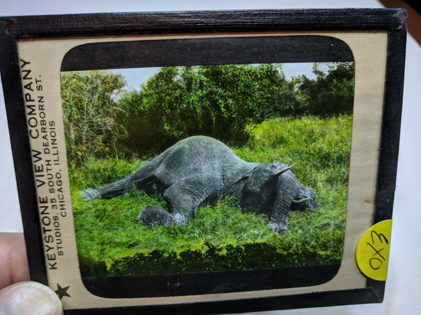 COLORED Glass Magic Lantern Slide EXO THE DEATH OF AN ELEPHANT, KILLING THE KING