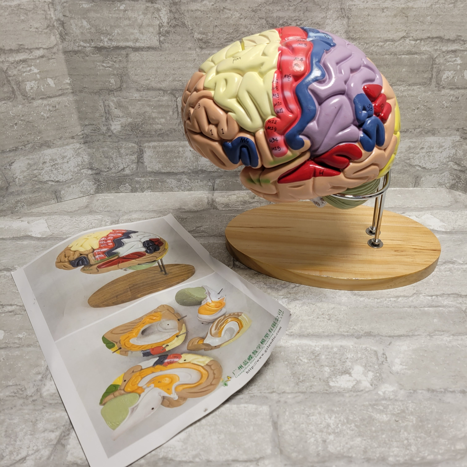 Human Brain Model - 4 Parts -2x Life Size- With Labels & Stand