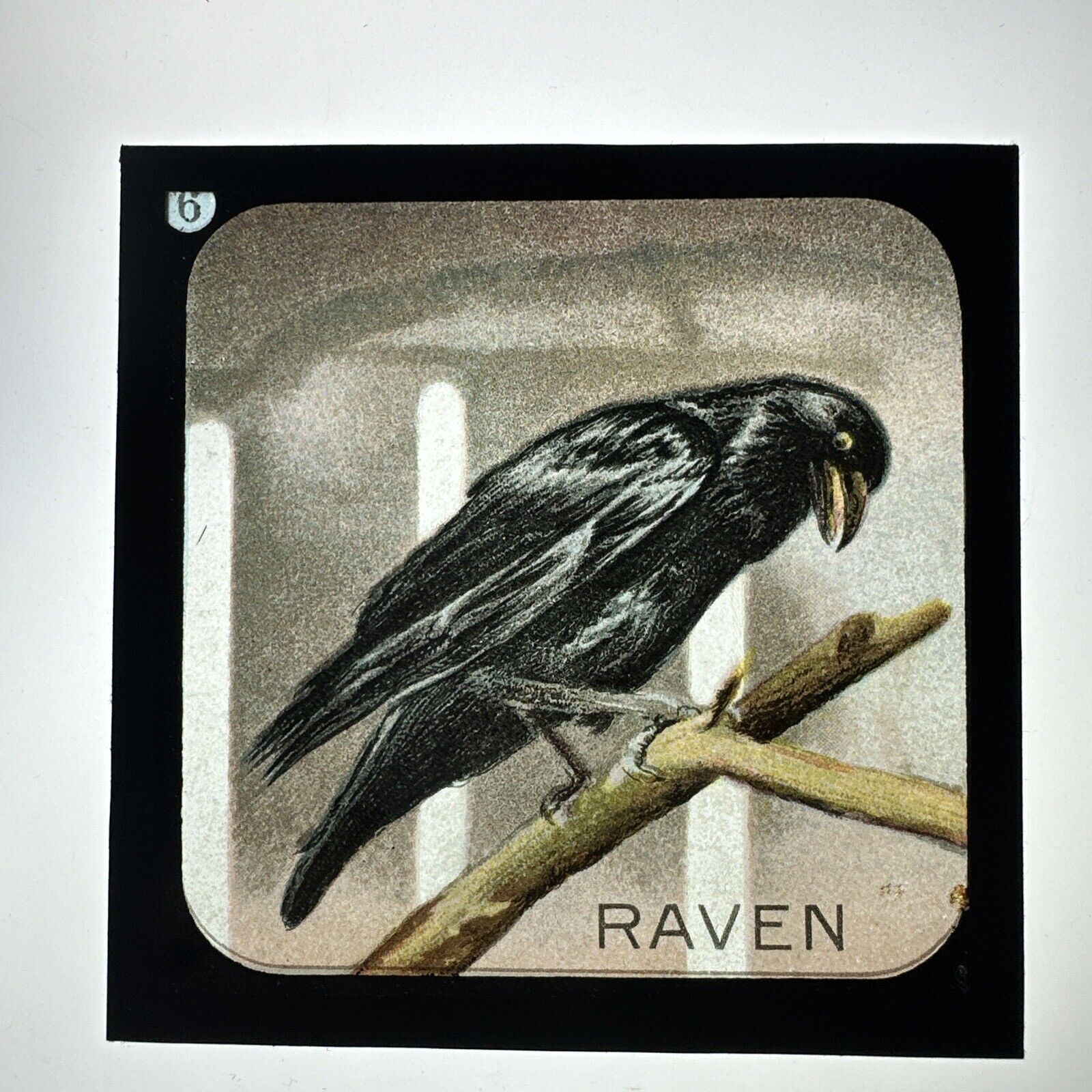 Antique Magic Lantern Slide Rambles Around London Zoo 6 Raven