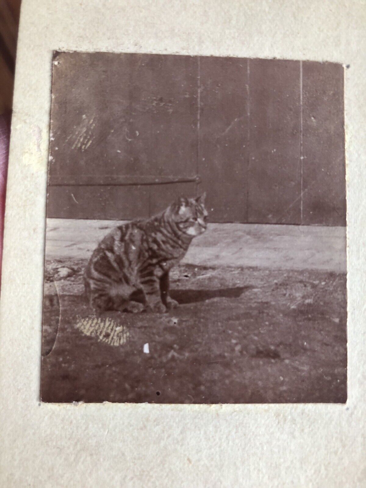 Antique Cat Photo Sepia Photo On Board Striped Kitty Outdoors Early 1900s
